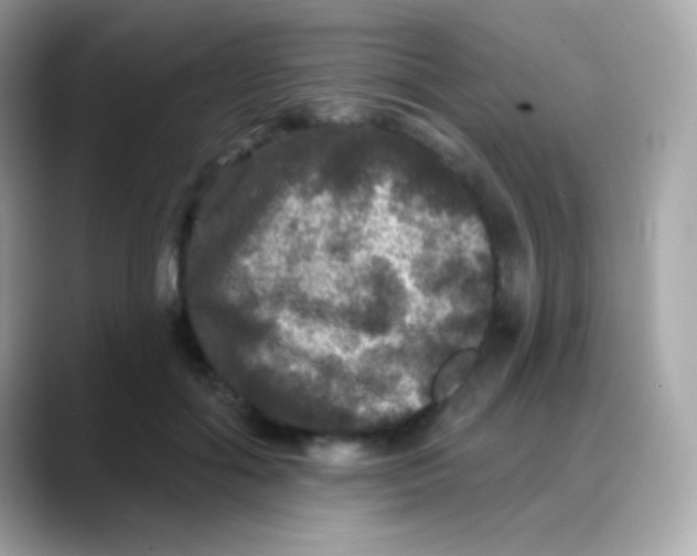 X0000088140602200706042010