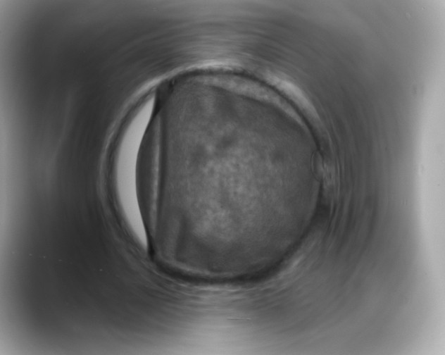 X0000088140628200706042009