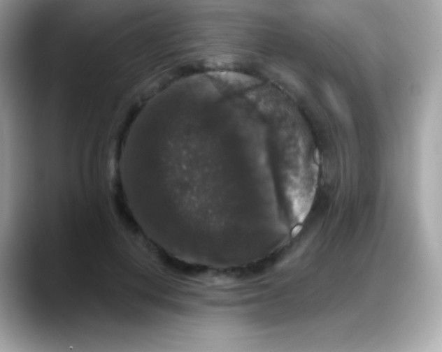 X0000088140648200706042010