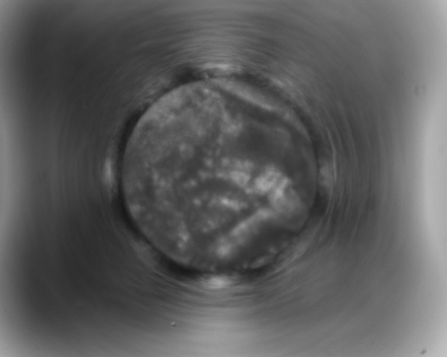 X0000088140662200706042010