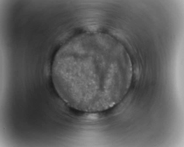 X0000088140665200706042010