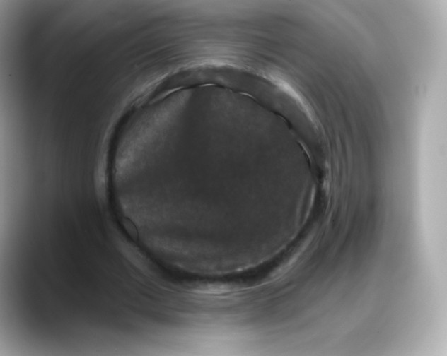 X0000088140677200706042009