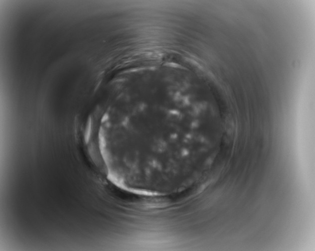 X0000088140707200706042009