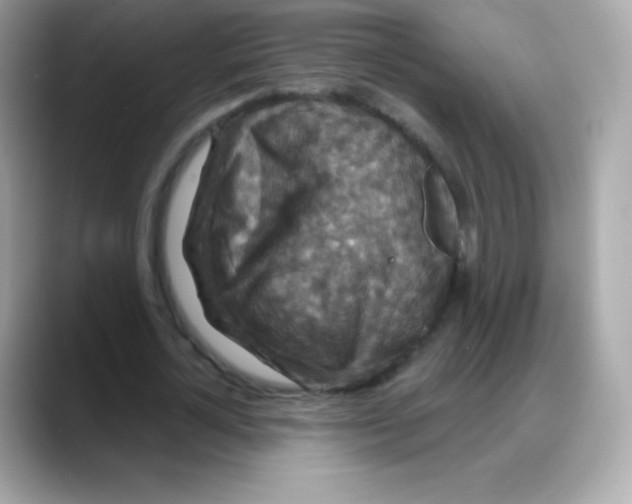 X0000088140724200706042008