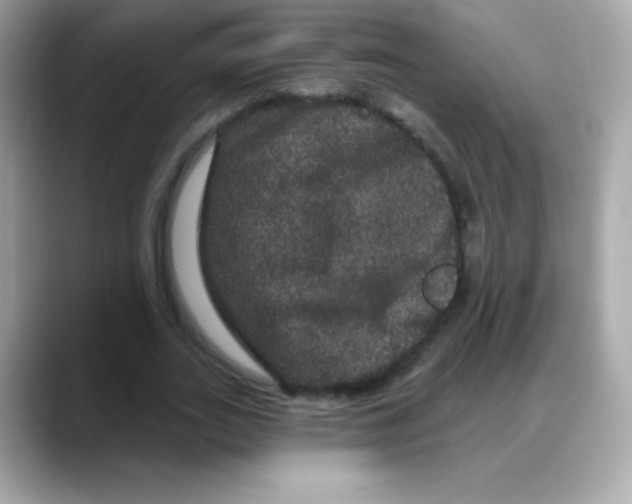 X0000088140727200706042008