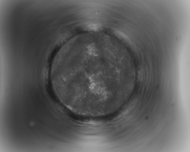 X0000088140739200706042008