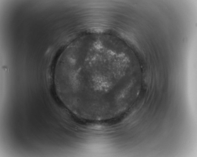 X0000088140743200706042008