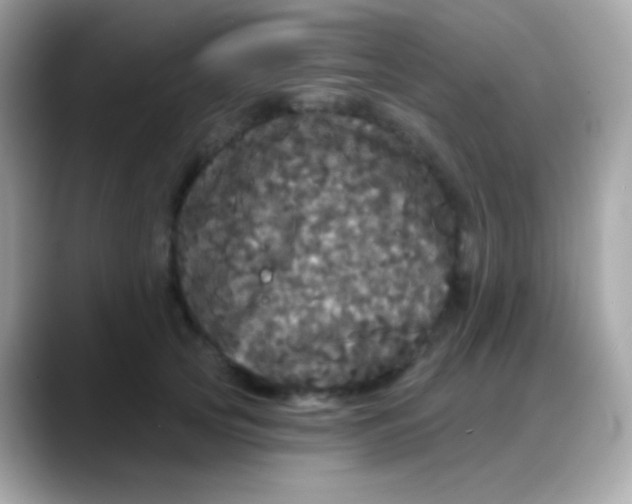 X0000088140753200706042009