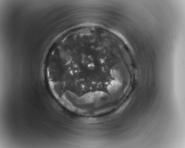 X0000088140783200706042008