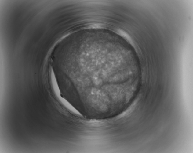 X0000088140827200706042007