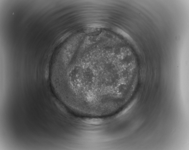 X0000088140833200706042007