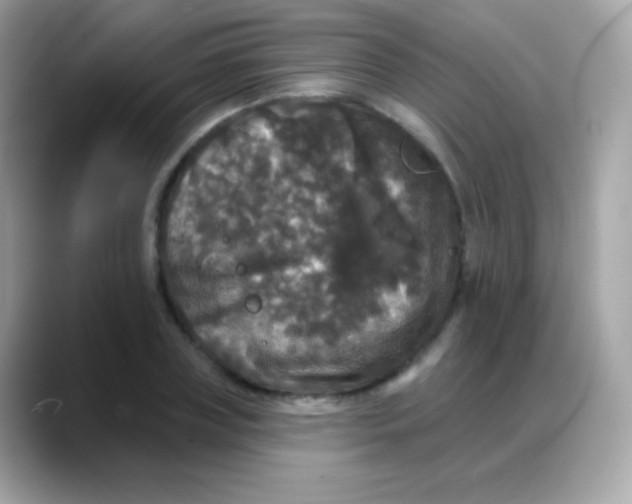 X0000088140835200706042007