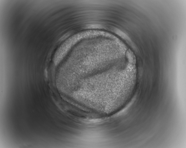 X0000088140841200706042007