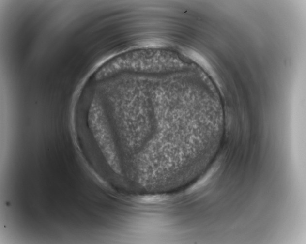 X0000088140843200706042007