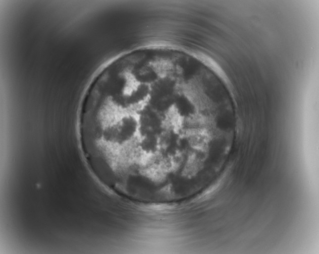 X0000088140847200706042007