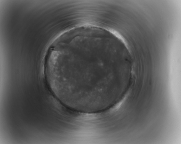 X0000088140877200706042007