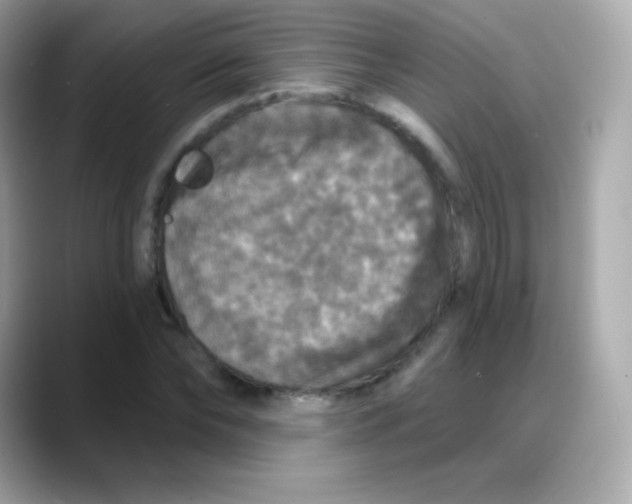 X0000088140878200706042007