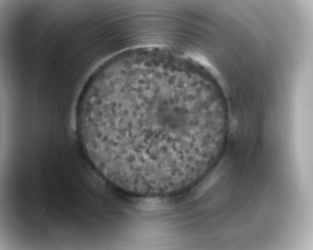 X0000088140883200706042007