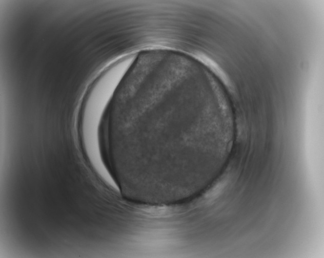 X0000088140885200706042007