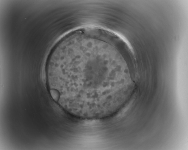 X0000088140887200706042007