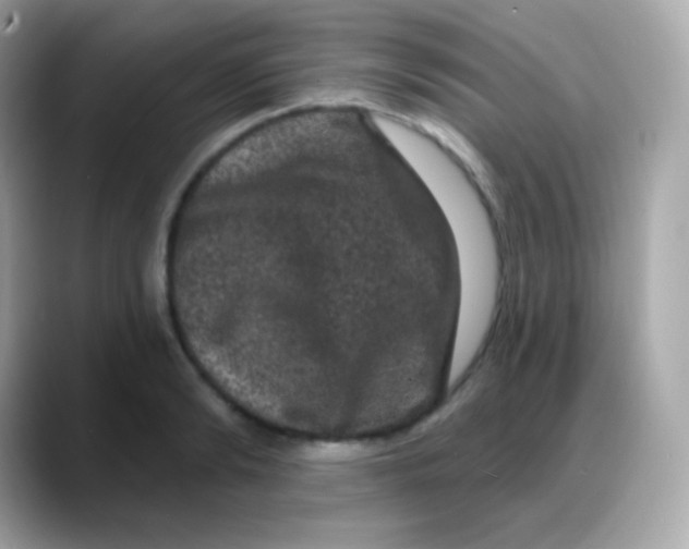 X0000088140894200706042007