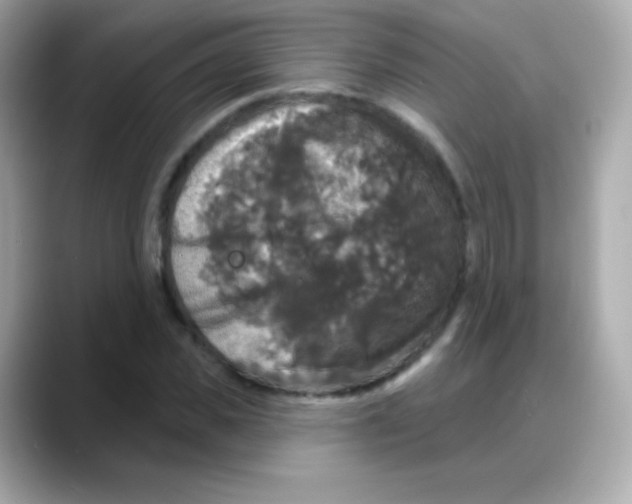 X0000088140925200706042006