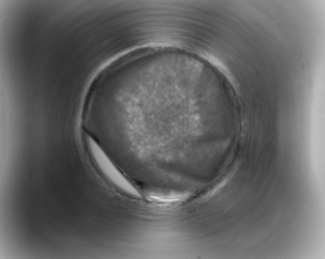 X0000088140928200706042006