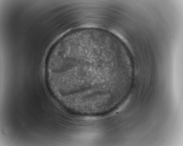 X0000088140933200706042006