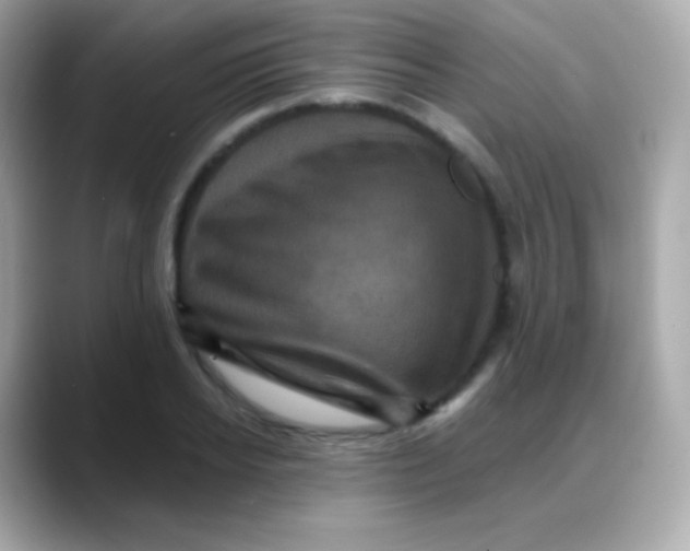 X0000088140934200706042006