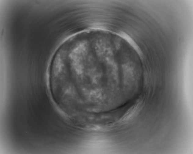 X0000088140955200706042006