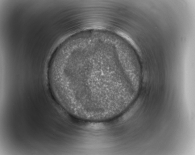 X0000088140978200706042005