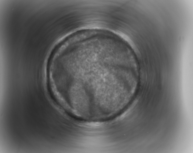 X0000088140982200706042005