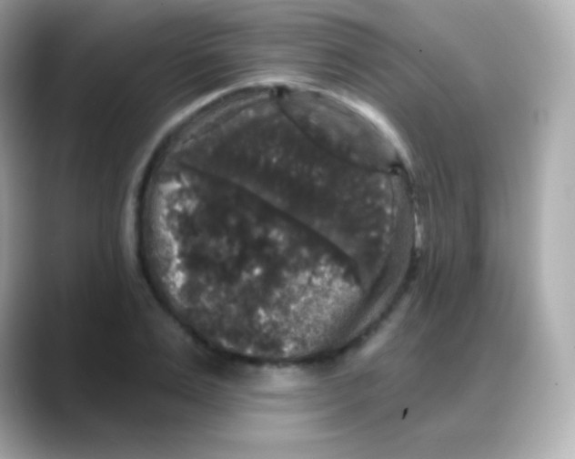 X0000088140983200706042005