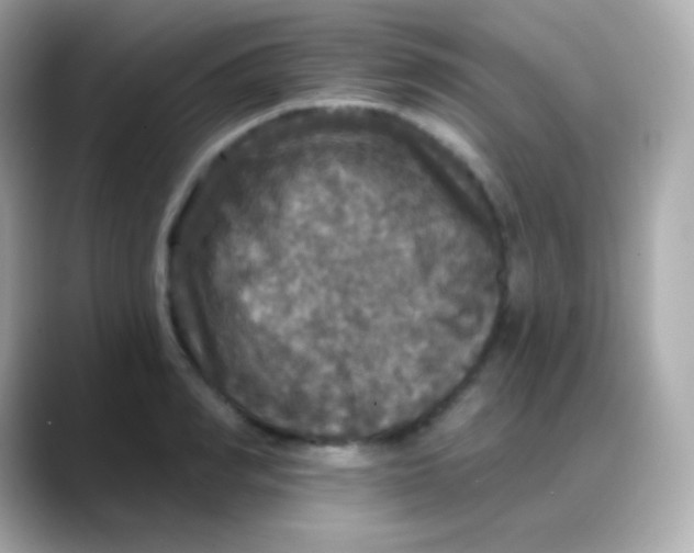 X0000088140990200706042005