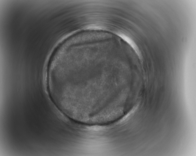 X0000088140992200706042005