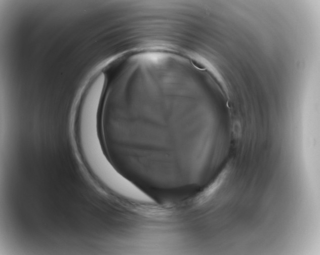 X0000088140995200706042005