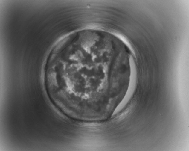 X0000088140999200706042005