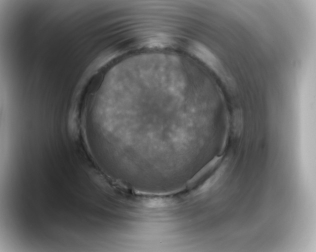 X0000088141018200706042005