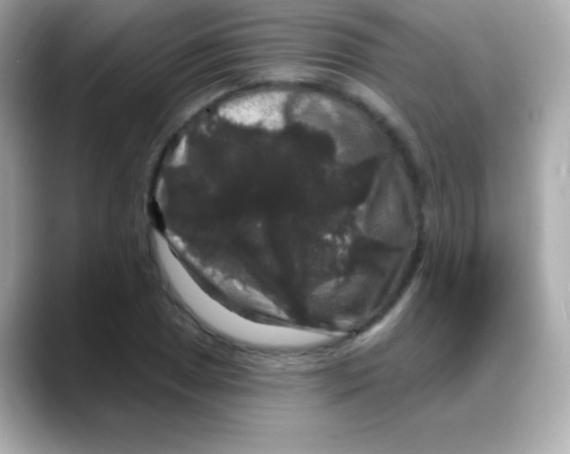 X0000088141025200706042005