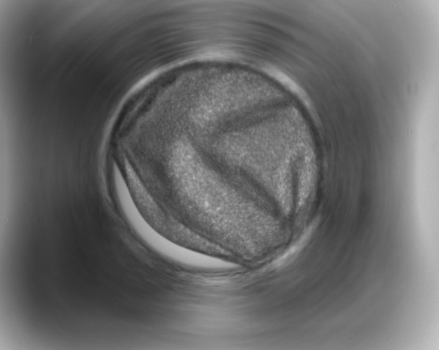 X0000088141029200706042005