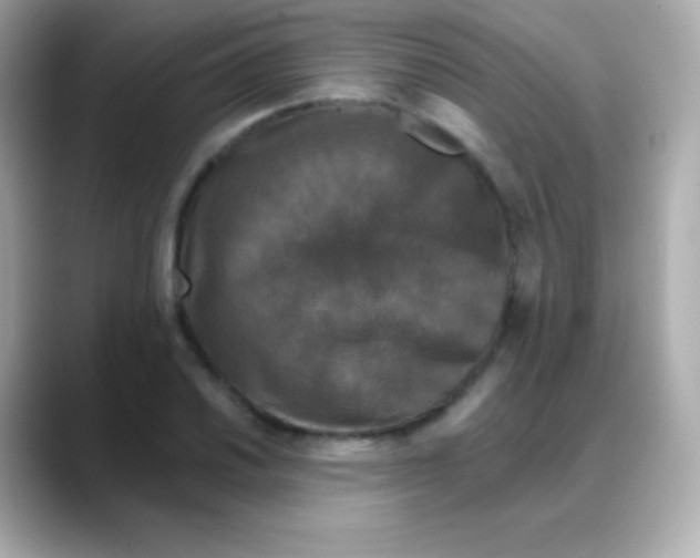 X0000088141030200706042005