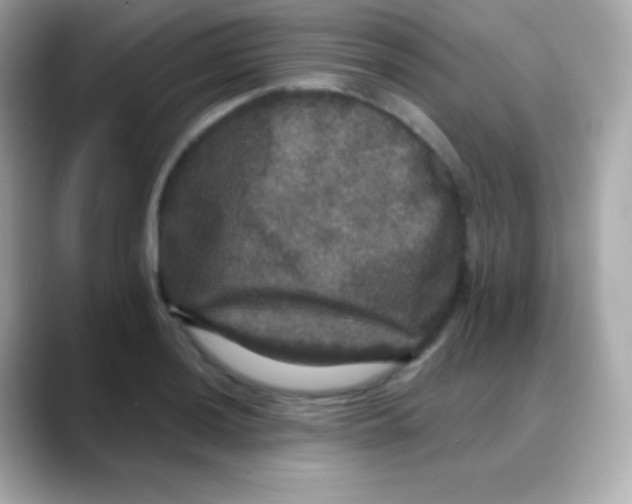 X0000088141036200706042005