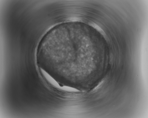 X0000088141039200706042005