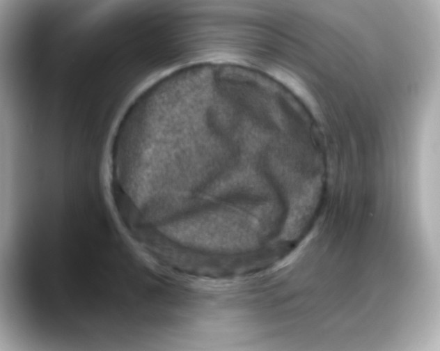 X0000088141040200706042005