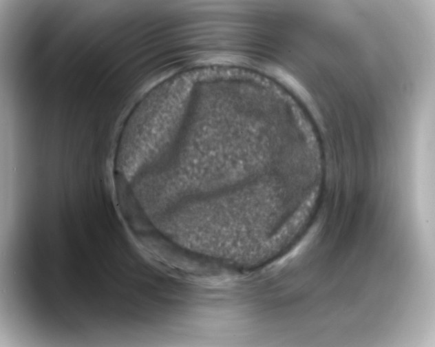 X0000088141041200706042005