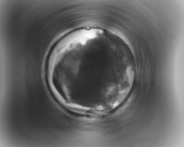 X0000088141045200706042005