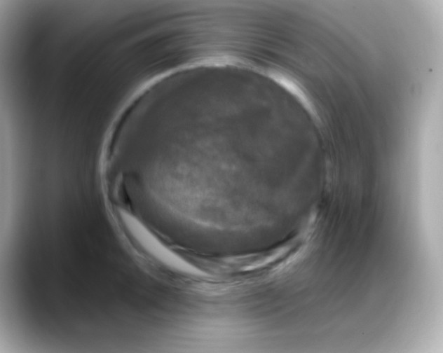 X0000088141046200706042005