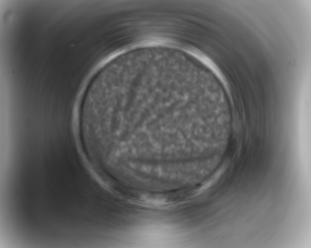 X0000088141053200706042005