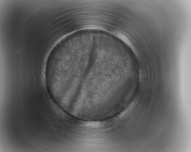 X0000088141068200706042004