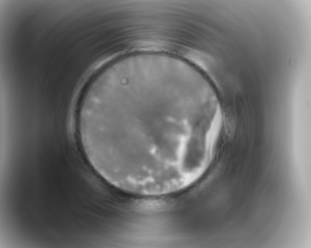 X0000088141074200706042004